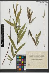 Foto von Salix acutifolia Willd.
